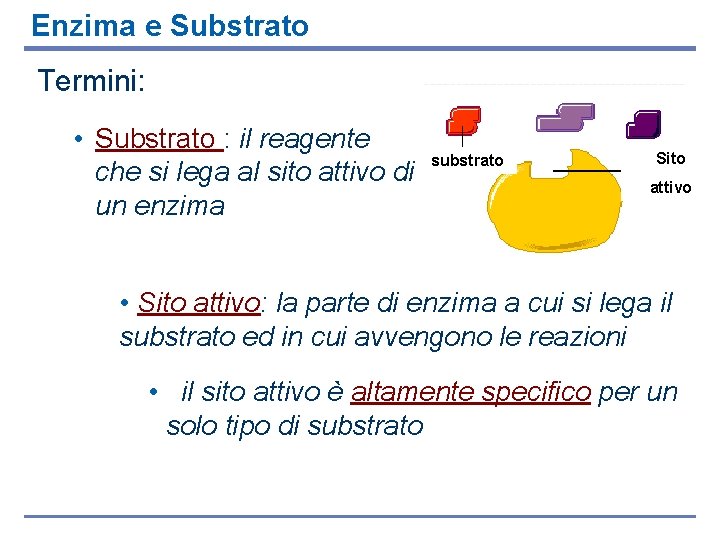 Enzima e Substrato Termini: • Substrato : il reagente che si lega al sito