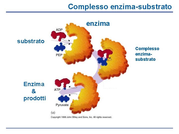 Complesso enzima-substrato enzima substrato Complesso enzimasubstrato Enzima & prodotti 