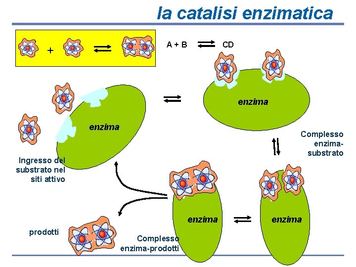 la catalisi enzimatica A+B + CD enzima Complesso enzimasubstrato Ingresso del substrato nel siti