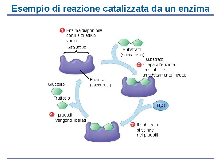 Esempio di reazione catalizzata da un enzima 1 Enzima disponibile con il sito attivo
