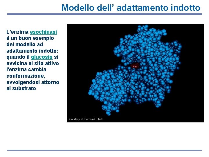 Modello dell’ adattamento indotto L'enzima esochinasi è un buon esempio del modello ad adattamento