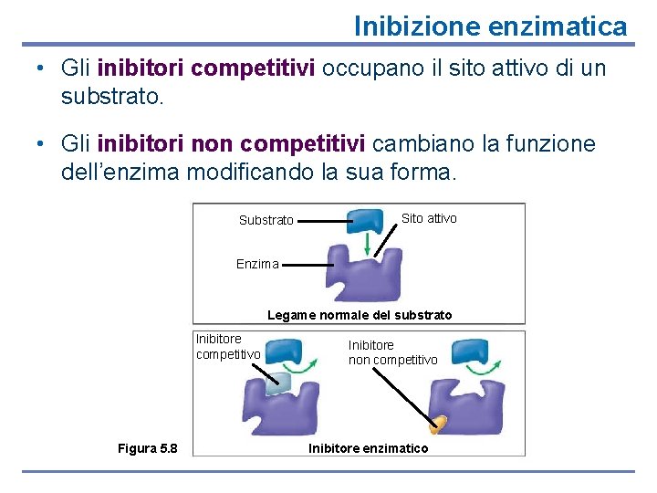 Inibizione enzimatica • Gli inibitori competitivi occupano il sito attivo di un substrato. •