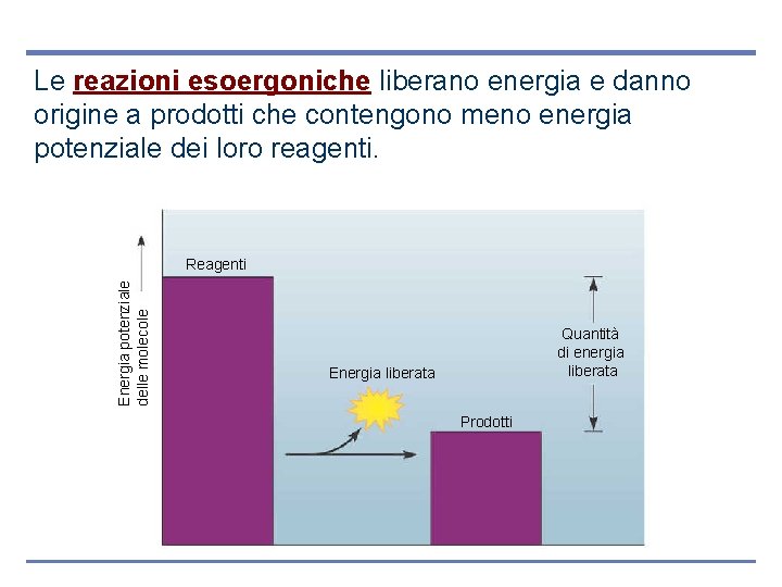 Le reazioni esoergoniche liberano energia e danno origine a prodotti che contengono meno energia