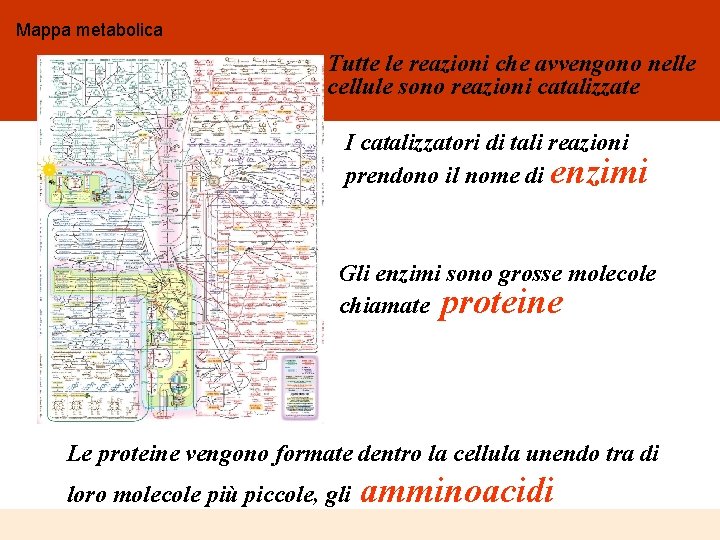 Mappa metabolica Tutte le reazioni che avvengono nelle cellule sono reazioni catalizzate I catalizzatori