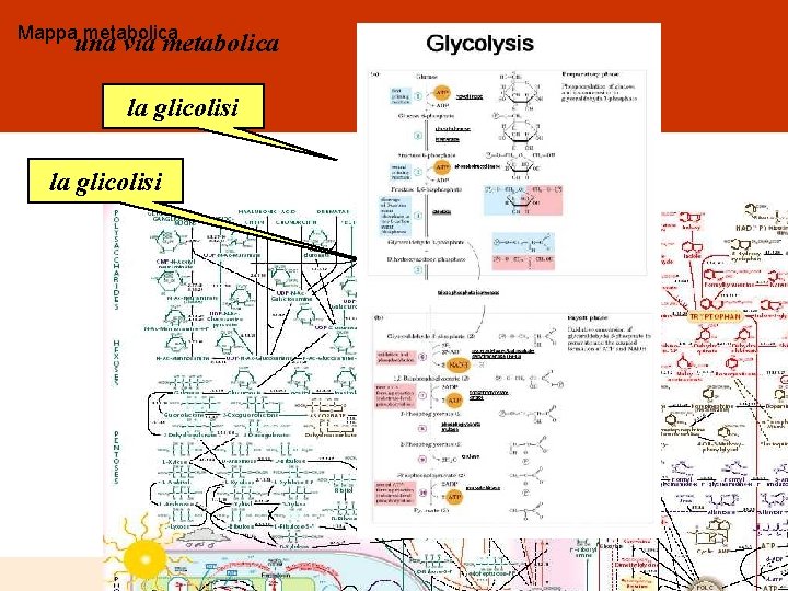 Mappa metabolica una via metabolica la glicolisi 