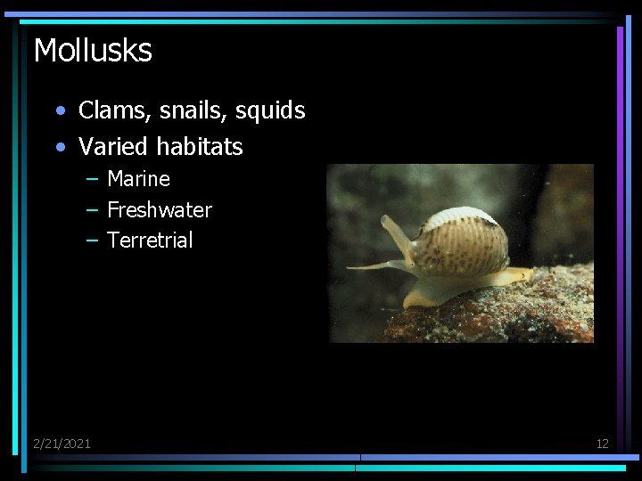 Mollusks • Clams, snails, squids • Varied habitats – Marine – Freshwater – Terretrial