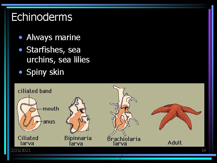 Echinoderms • Always marine • Starfishes, sea urchins, sea lilies • Spiny skin 2/21/2021