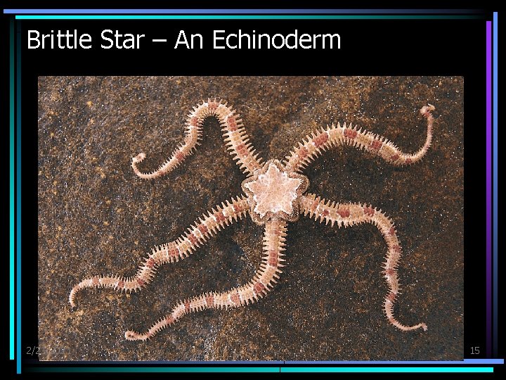 Brittle Star – An Echinoderm 2/21/2021 15 