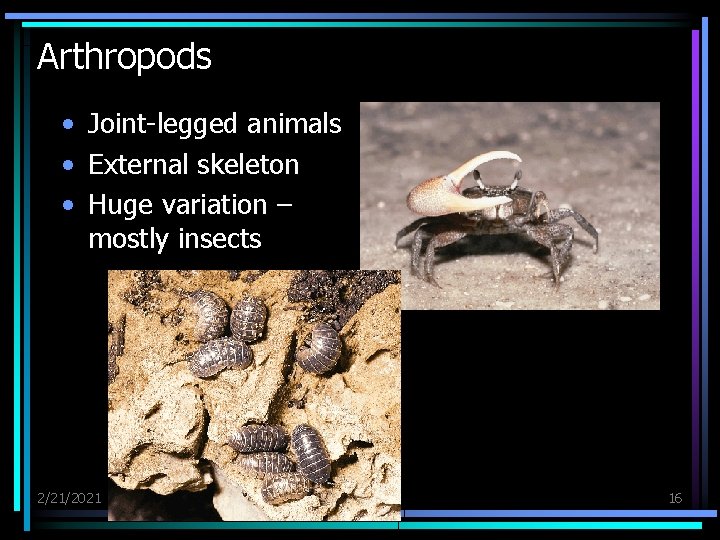 Arthropods • Joint-legged animals • External skeleton • Huge variation – mostly insects 2/21/2021