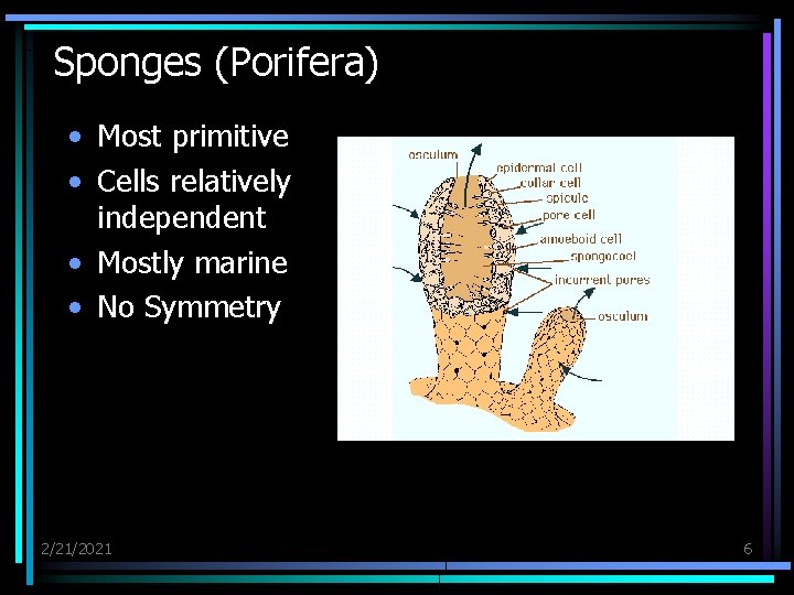 Sponges (Porifera) • Most primitive • Cells relatively independent • Mostly marine • No