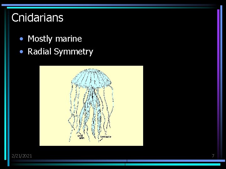 Cnidarians • Mostly marine • Radial Symmetry 2/21/2021 7 