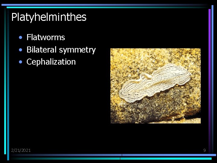Platyhelminthes • Flatworms • Bilateral symmetry • Cephalization 2/21/2021 9 