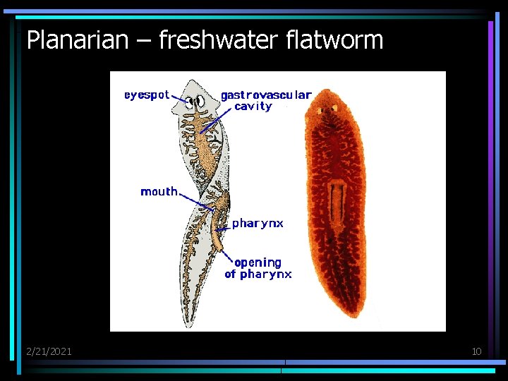 Planarian – freshwater flatworm 2/21/2021 10 