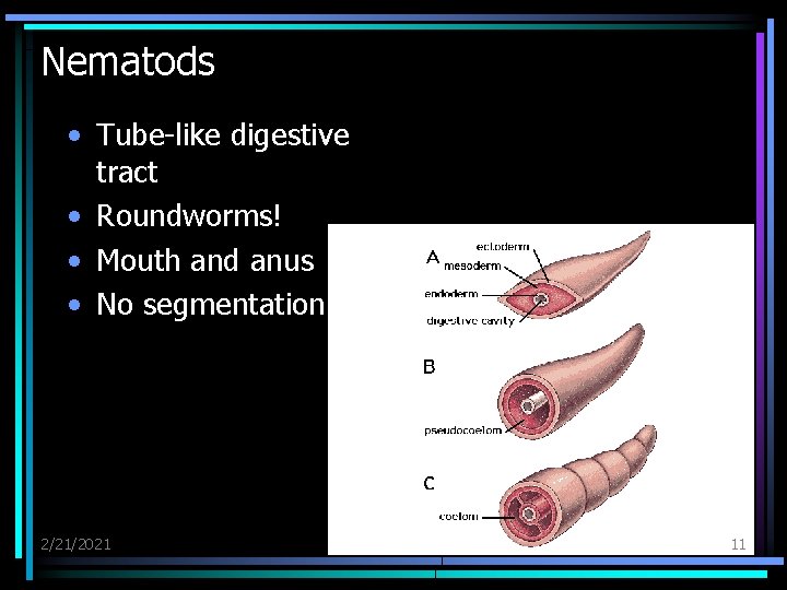 Nematods • Tube-like digestive tract • Roundworms! • Mouth and anus • No segmentation