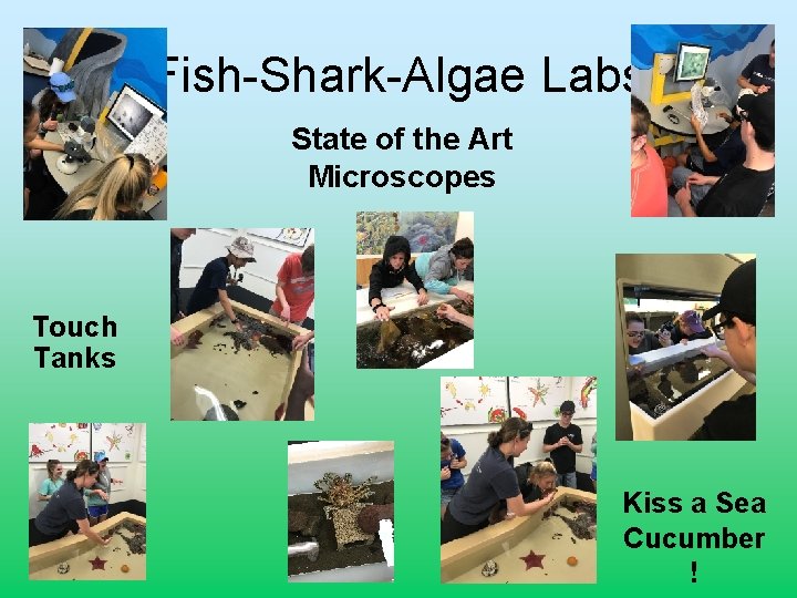 Fish-Shark-Algae Labs State of the Art Microscopes Touch Tanks Kiss a Sea Cucumber !