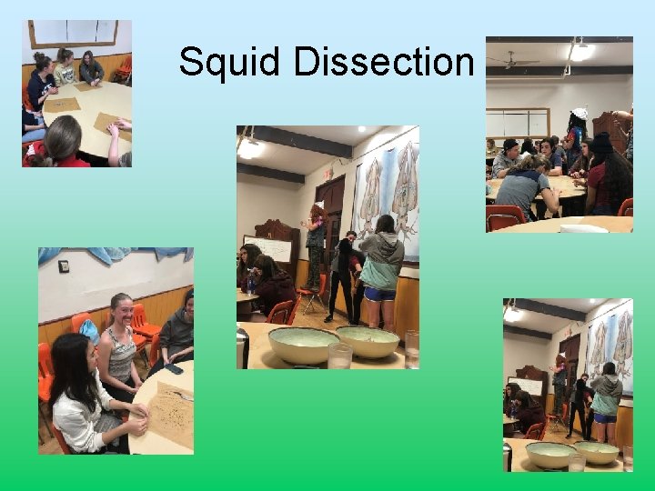 Squid Dissection 