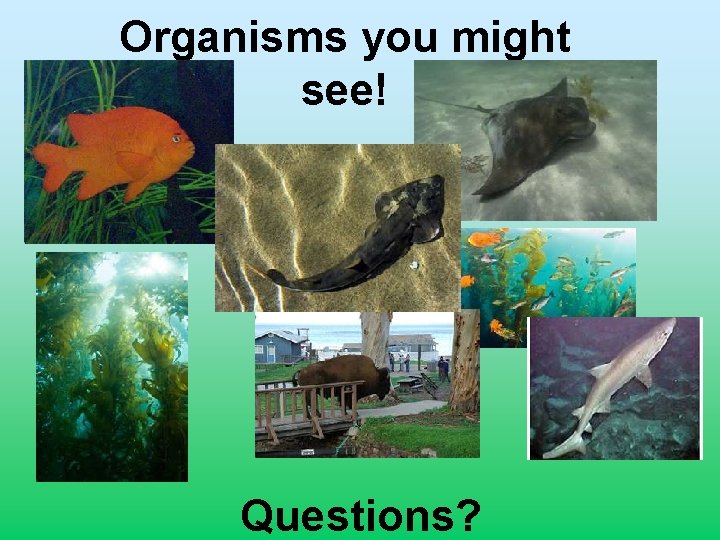 Organisms you might see! Questions? 