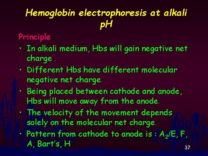 Hemoglobin electrophoresis at alkali p. H Principle • In alkali medium, Hbs will gain
