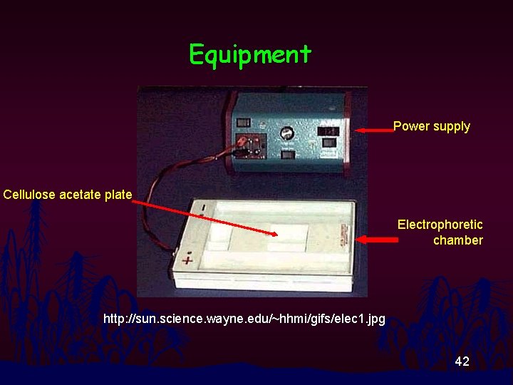 Equipment Power supply Cellulose acetate plate Electrophoretic chamber http: //sun. science. wayne. edu/~hhmi/gifs/elec 1.