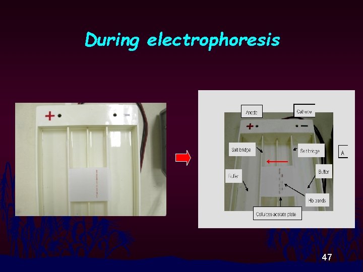 During electrophoresis 47 