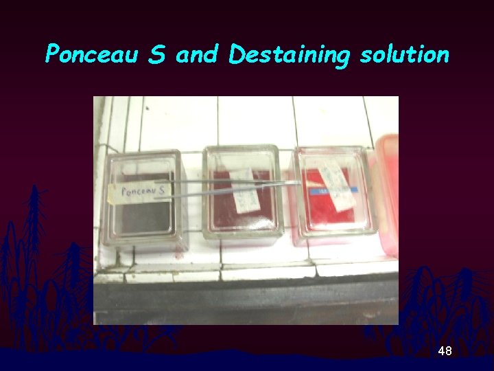 Ponceau S and Destaining solution 48 