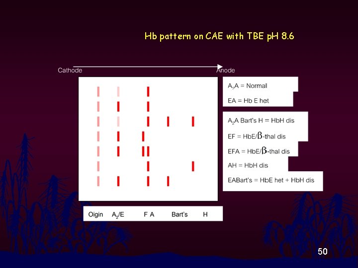 Hb pattern on CAE with TBE p. H 8. 6 50 