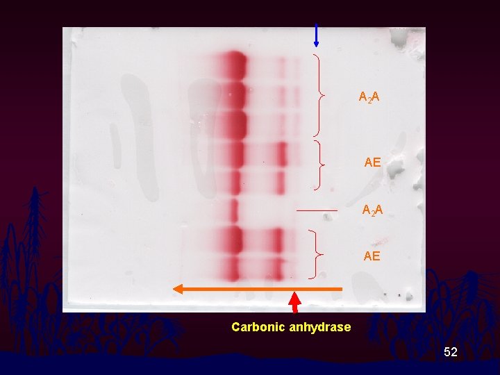 A 2 A AE Carbonic anhydrase 52 