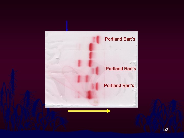 Portland Bart’s 53 