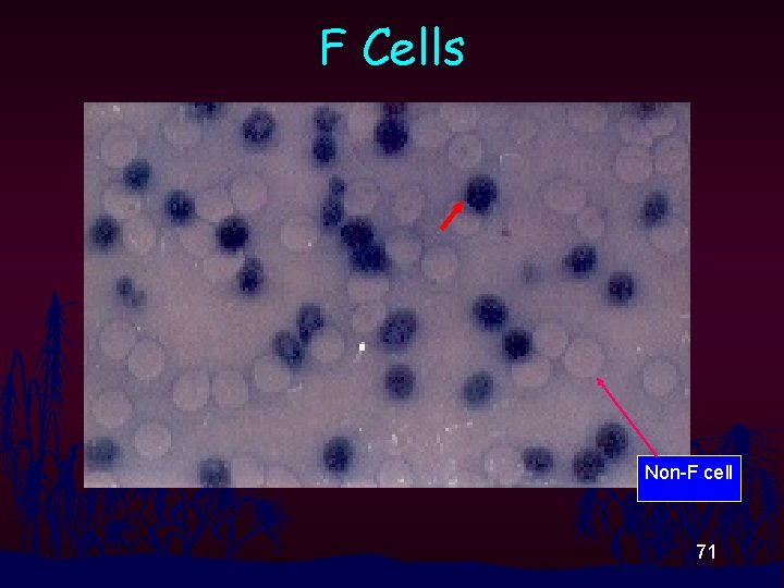 F Cells Non-F cell 71 