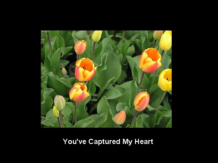 You've Captured My Heart 