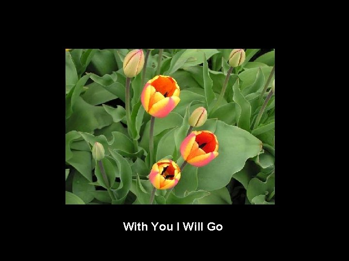 With You I Will Go 