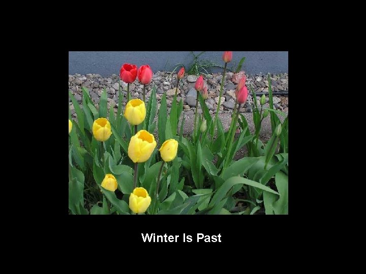 Winter Is Past 