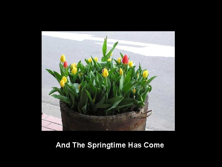 And The Springtime Has Come 