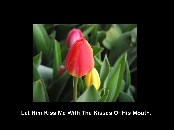 Let Him Kiss Me With The Kisses Of His Mouth. 