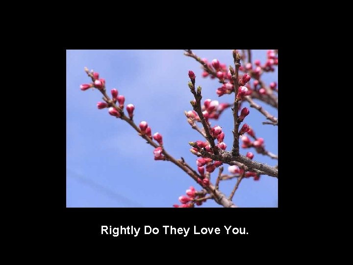 Rightly Do They Love You. 