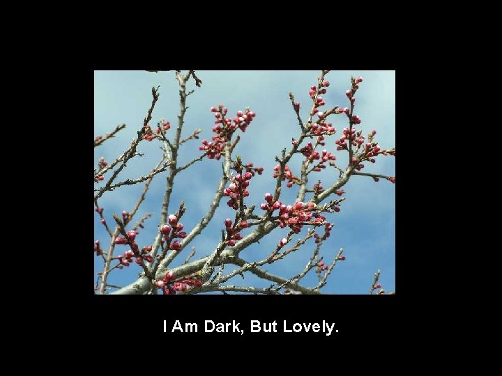 I Am Dark, But Lovely. 