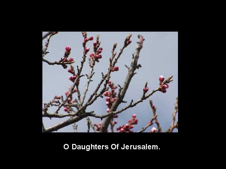 O Daughters Of Jerusalem. 