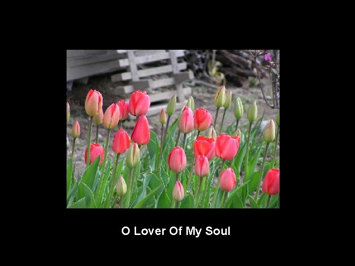 O Lover Of My Soul 