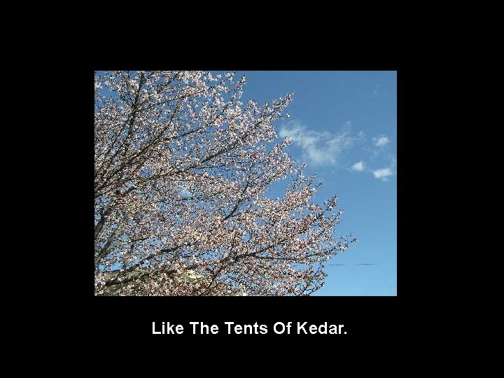 Like The Tents Of Kedar. 