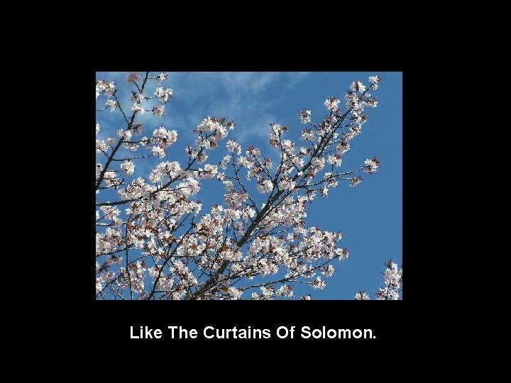 Like The Curtains Of Solomon. 