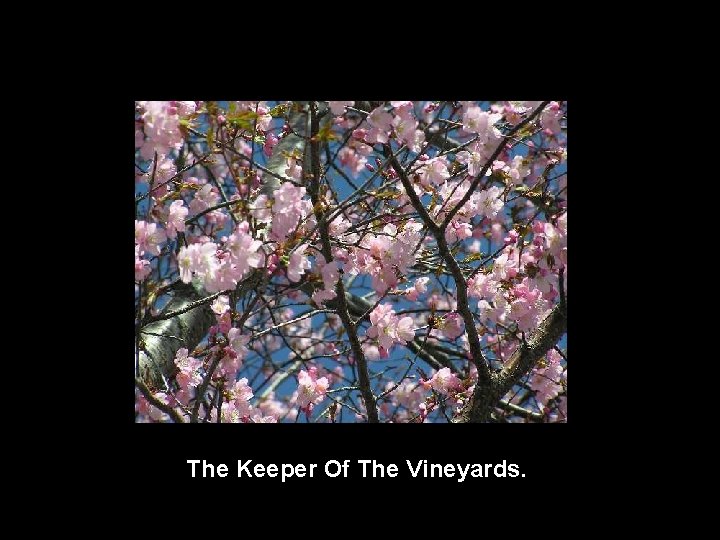 The Keeper Of The Vineyards. 