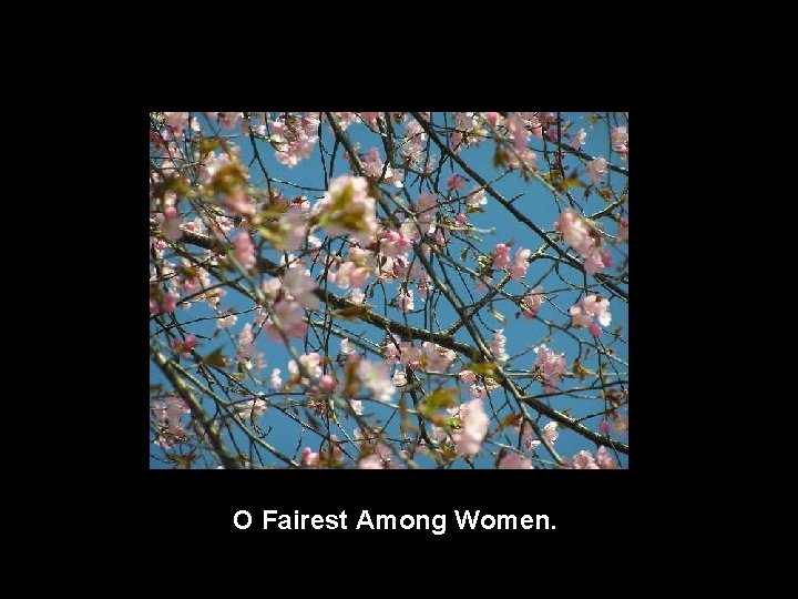 O Fairest Among Women. 