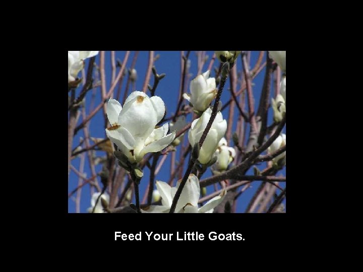 Feed Your Little Goats. 