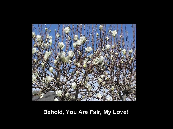 Behold, You Are Fair, My Love! 