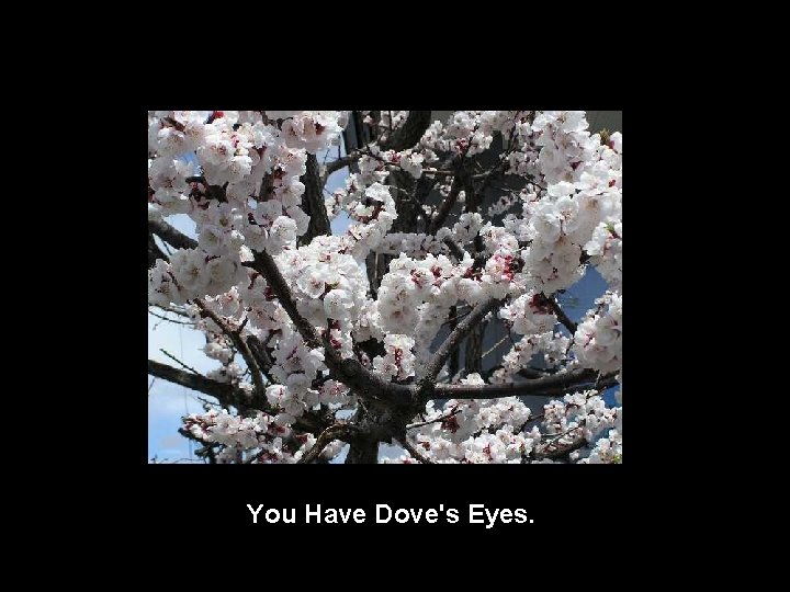 You Have Dove's Eyes. 