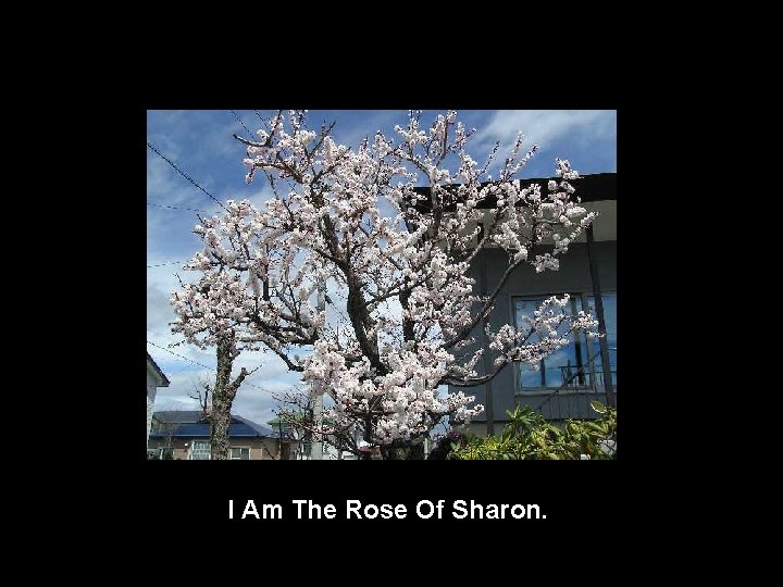 I Am The Rose Of Sharon. 