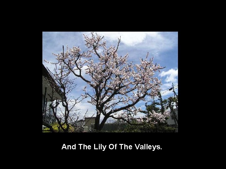 And The Lily Of The Valleys. 