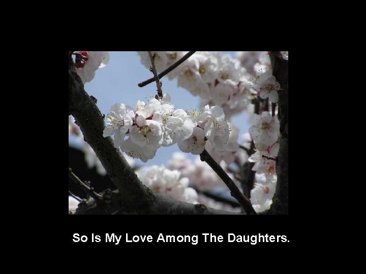 So Is My Love Among The Daughters. 