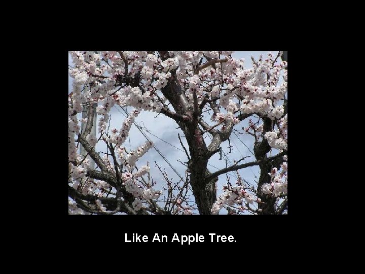 Like An Apple Tree. 