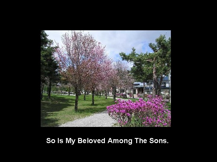 So Is My Beloved Among The Sons. 